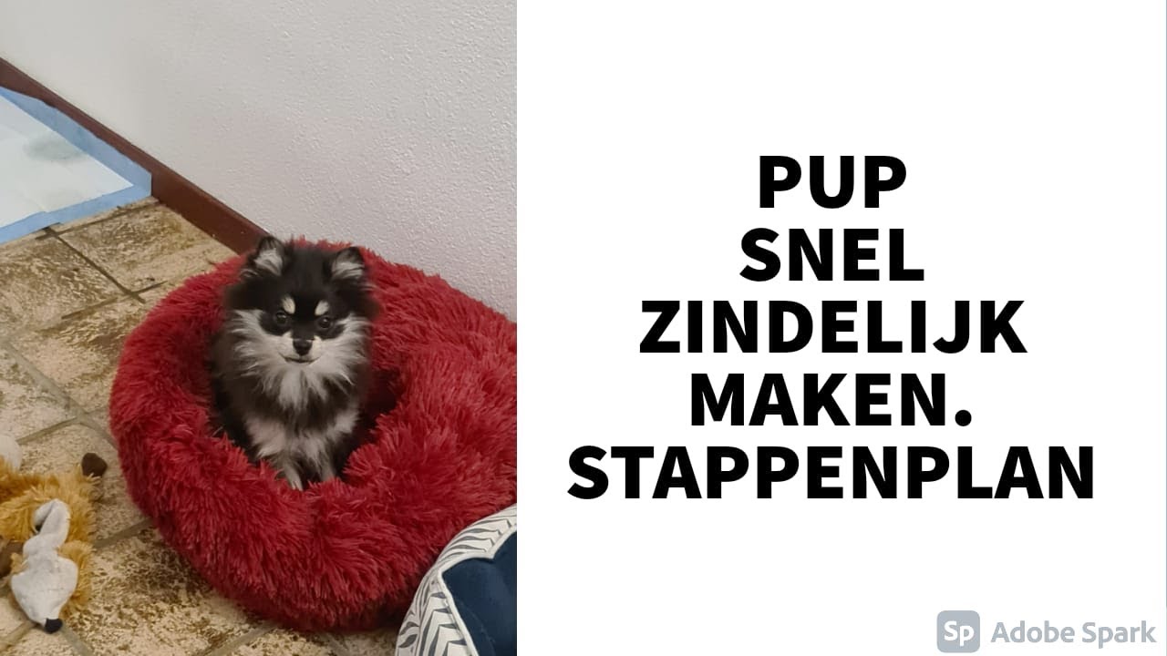 Hoe maak je pup snel zindelijk. Stappenplan