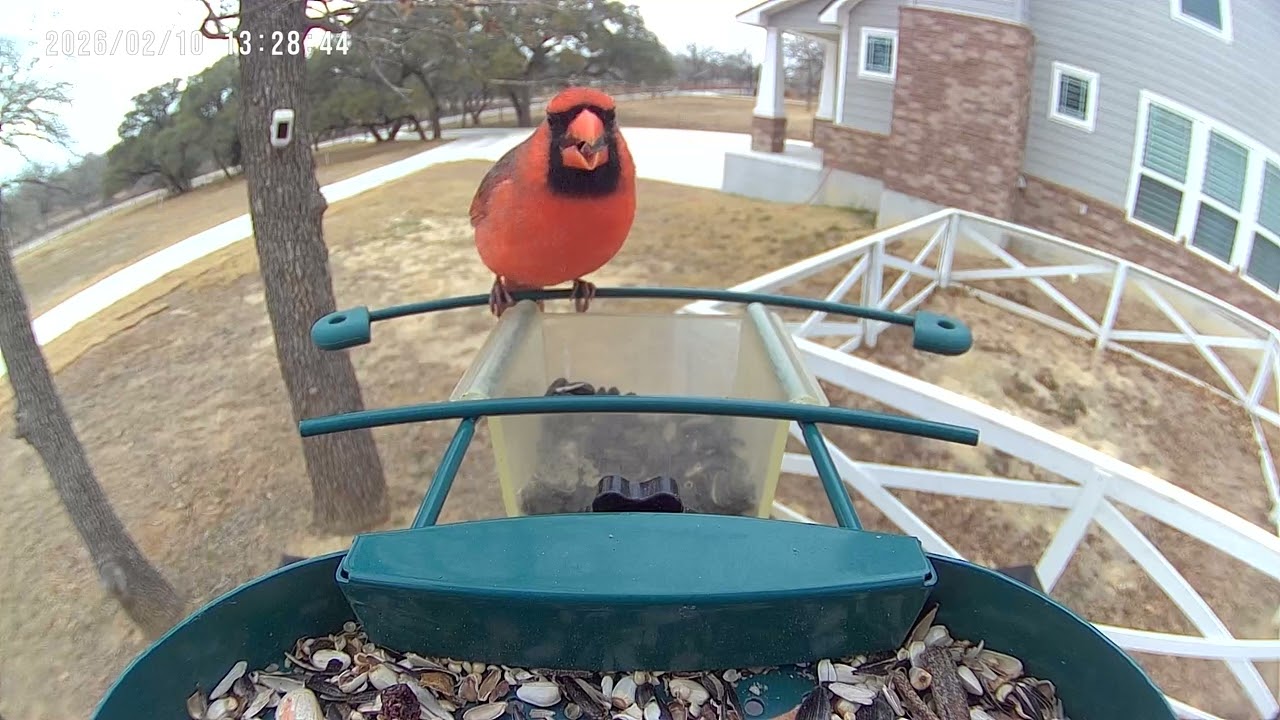 Small Goldfinch Fits In Seed Tray