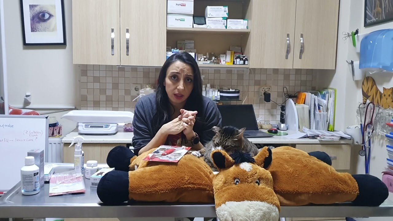 Kedi ve köpeklerde kullanılan diş ürünleri hangisidir? Kediler ve köpeklerde diş macunları nelerdir?