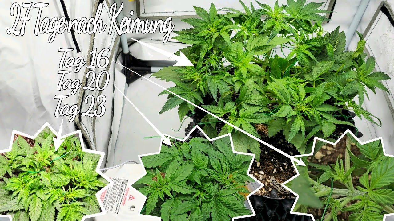 Low Stress Training f&uuml;r Anf&auml;nger - Automatics/Autoflower - Cannabis runterbinden #5