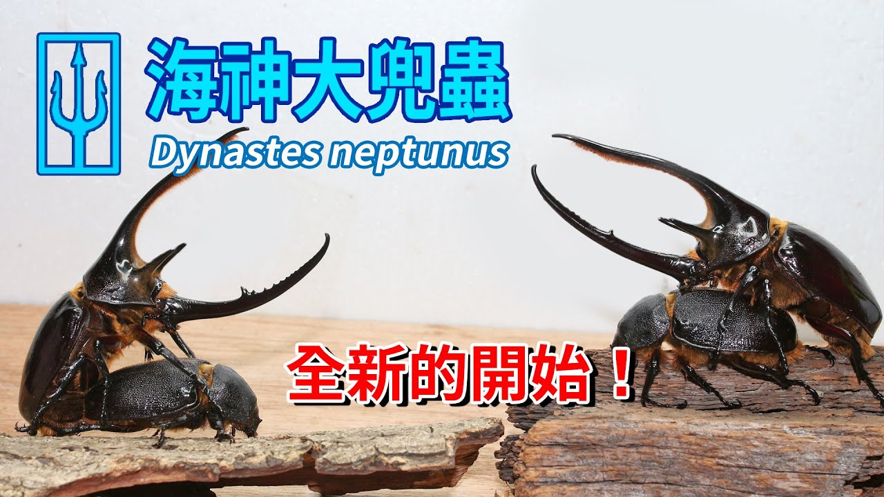 【山林蟲坊】海神大兜的交配與投產 | Dynastes neptunus: The Mating and Reproduction