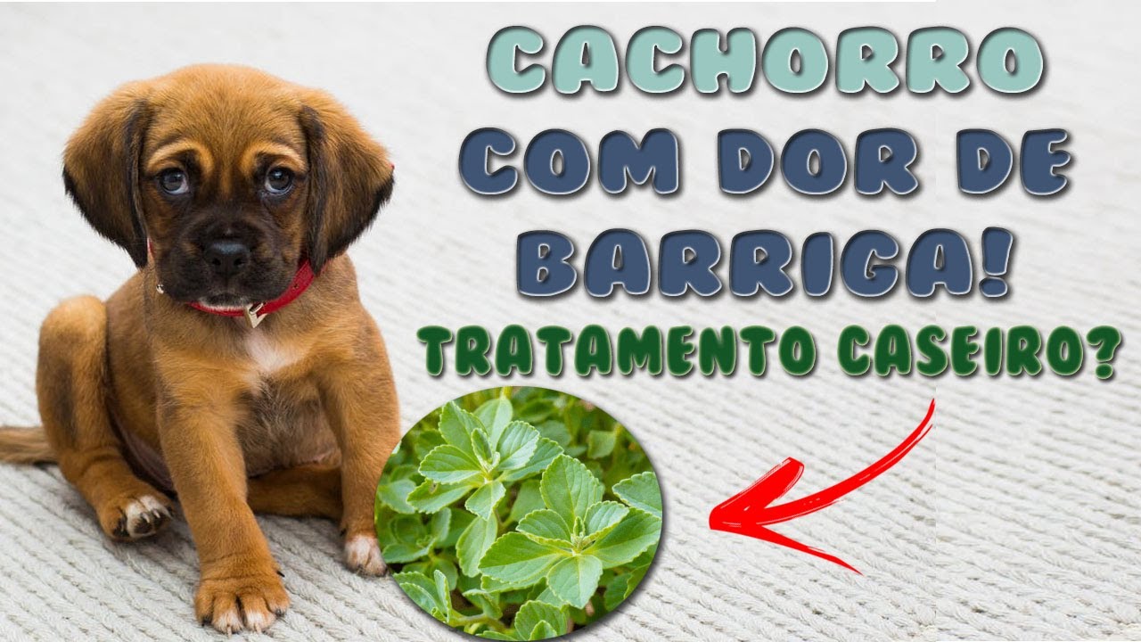 Cachorro com DOR DE BARRIGA! Medicação caseira?