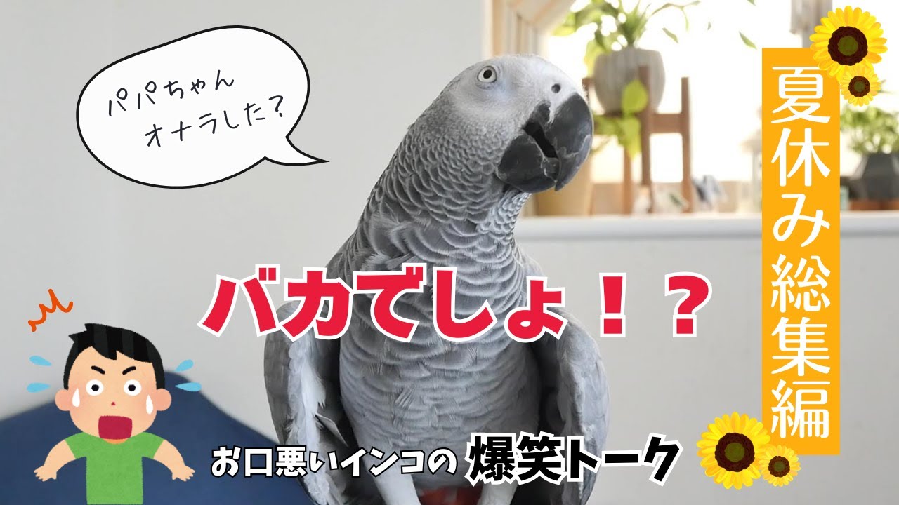 【必見】お口悪すぎて爆笑😂夏休みのヨウムお喋り特集！