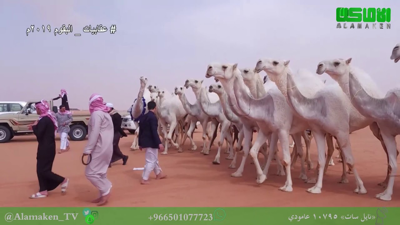 مسيرة  خروج منقية     محمد  سفر  الجليدي  المرزوقي  البقمي