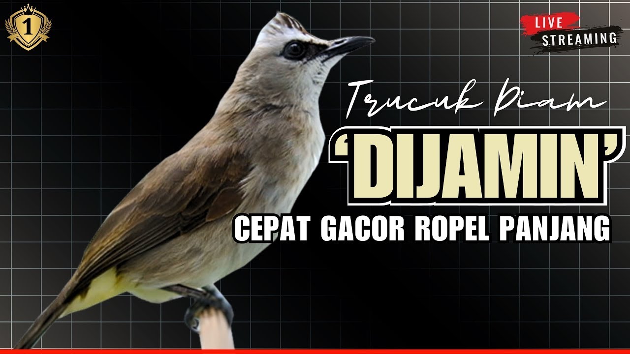 Masteran Trucukan GACOR Lanjut Ropel panjang! Suara Bagus untuk pancingan TRUCUKAN agar bunyi GACOR