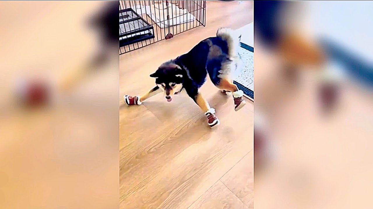 Funny Dogs Wearing Shoes For The First Time | Funny Dogs Videos 