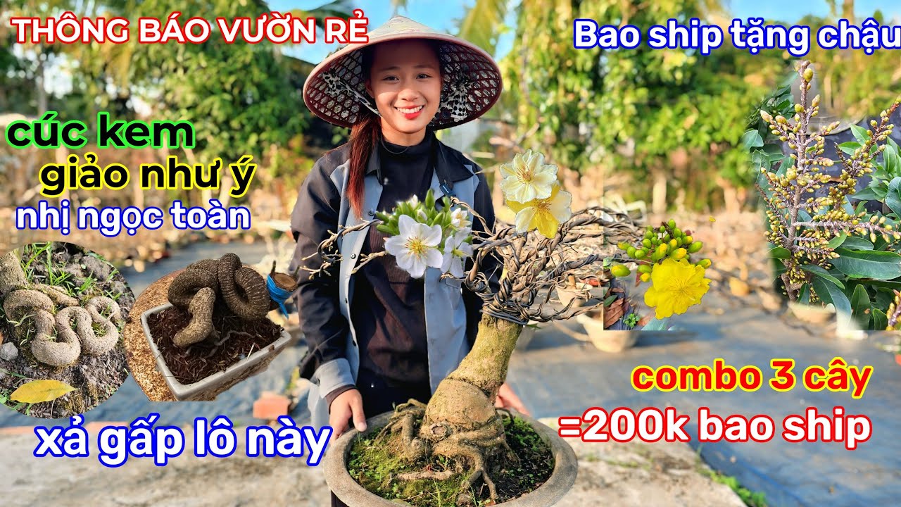 🌲4/2☎️Vườn mai Bạn Quyên☎️mai ghép chơi tết🌲combo 3 cây🌲bự chà bá🌲hơn 100k🌲bao ship 