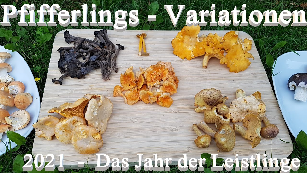 Pilze sammeln - 2021 ein echtes Pfifferlings-Jahr