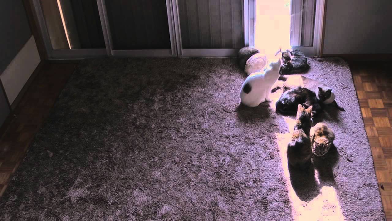 Time-Lapse　Sun-cats ひまわり猫窓