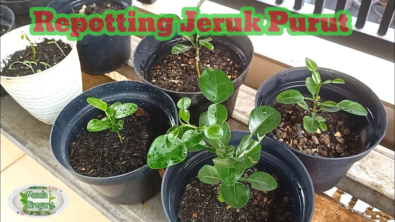 Berkebun di Balkon, Pindah Tanam Dan Perawatan Anakan Jeruk Purut 