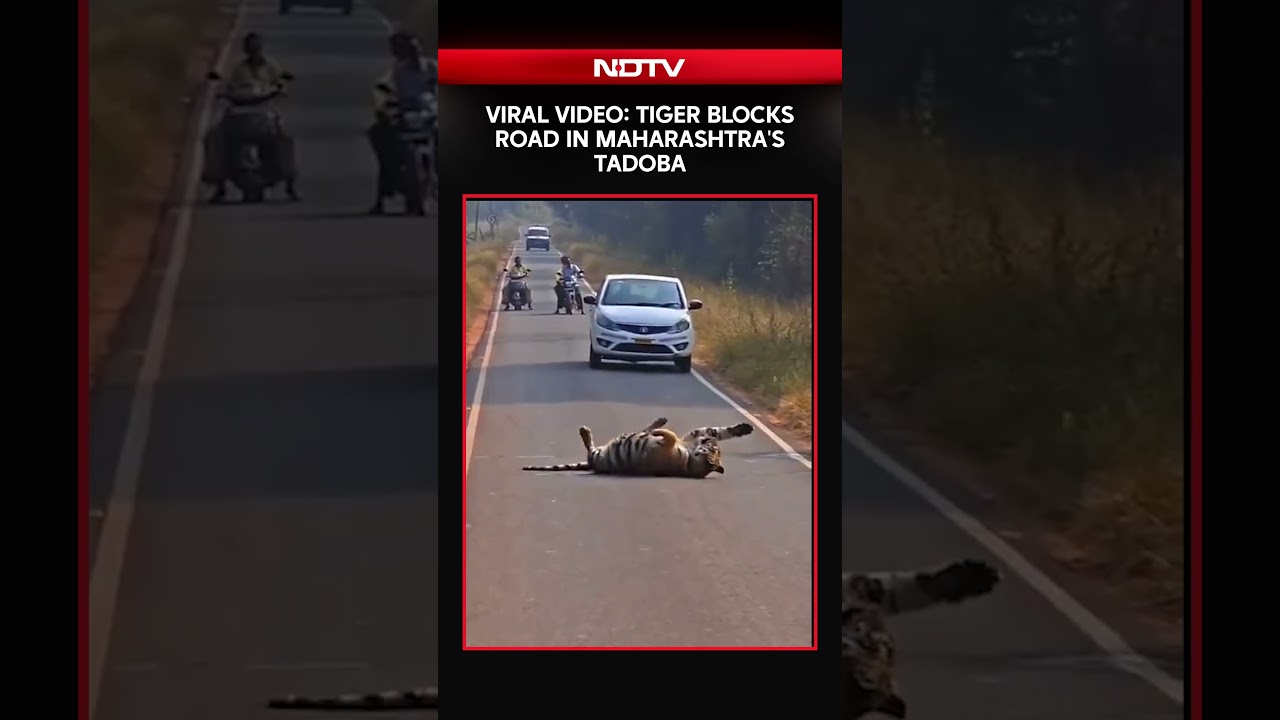 Viral Video: Tiger Blocks Road In Maharashtra's Tadoba, Halts Traffic for Hours