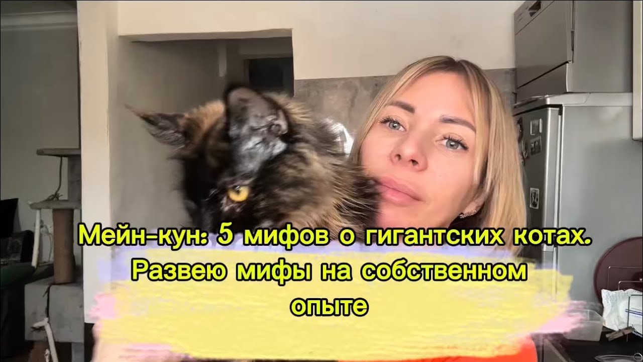 Мейн -Кун :5 мифов о гигантских котах .Развею мифы на собственном опыте 