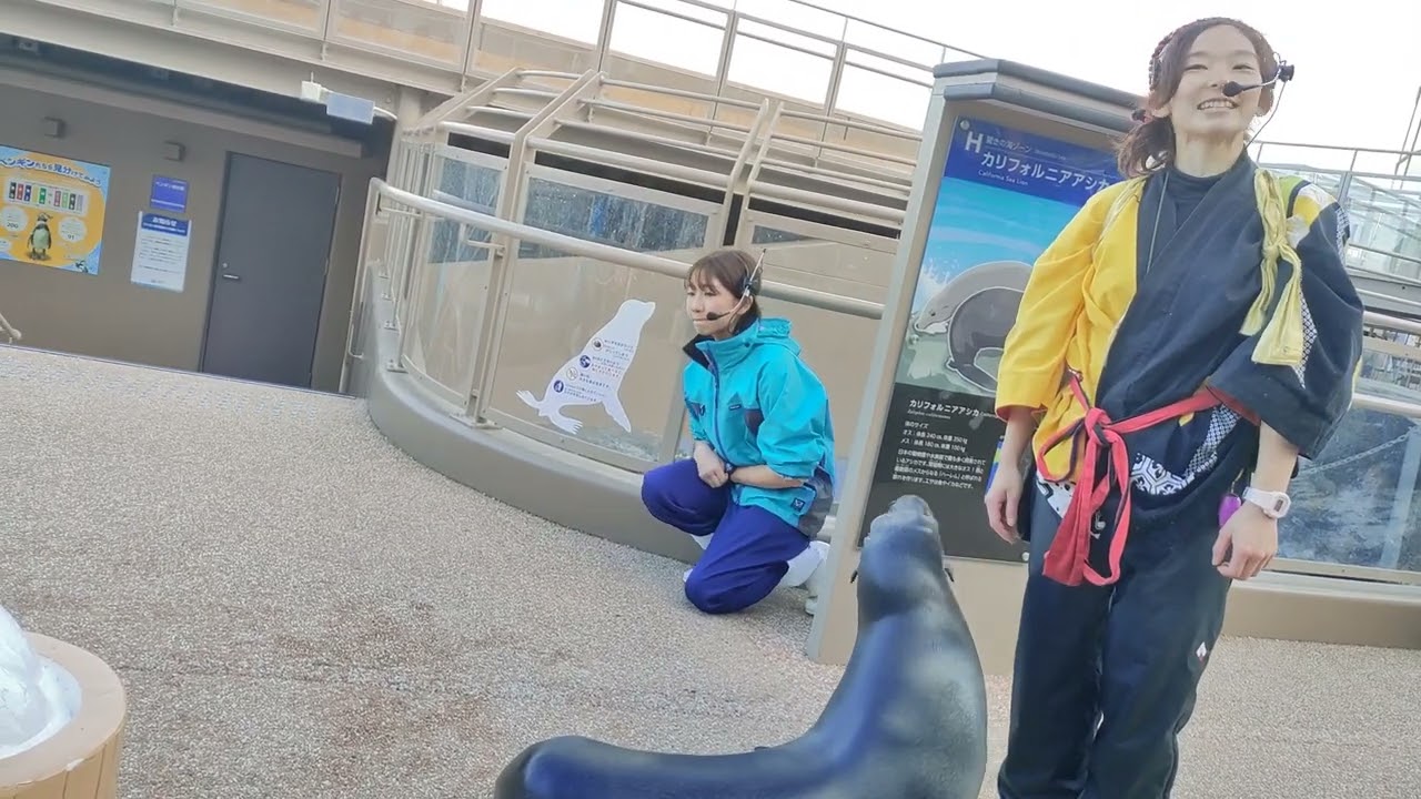 アクアワールド茨城県大洗水族館　新春　アシカのお餅つき　2024.01.07　15:15～