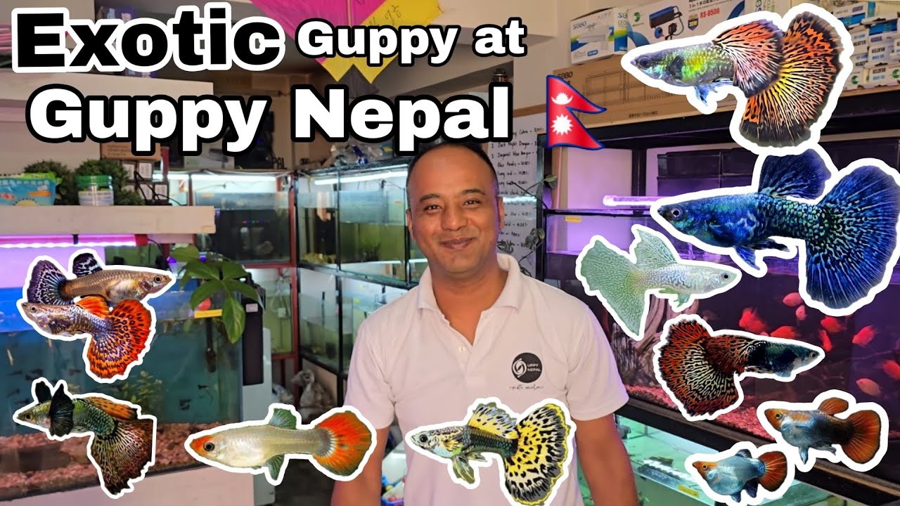 Checking out amazing Guppy fish at Guppy Nepal #guppyfish #guppy 