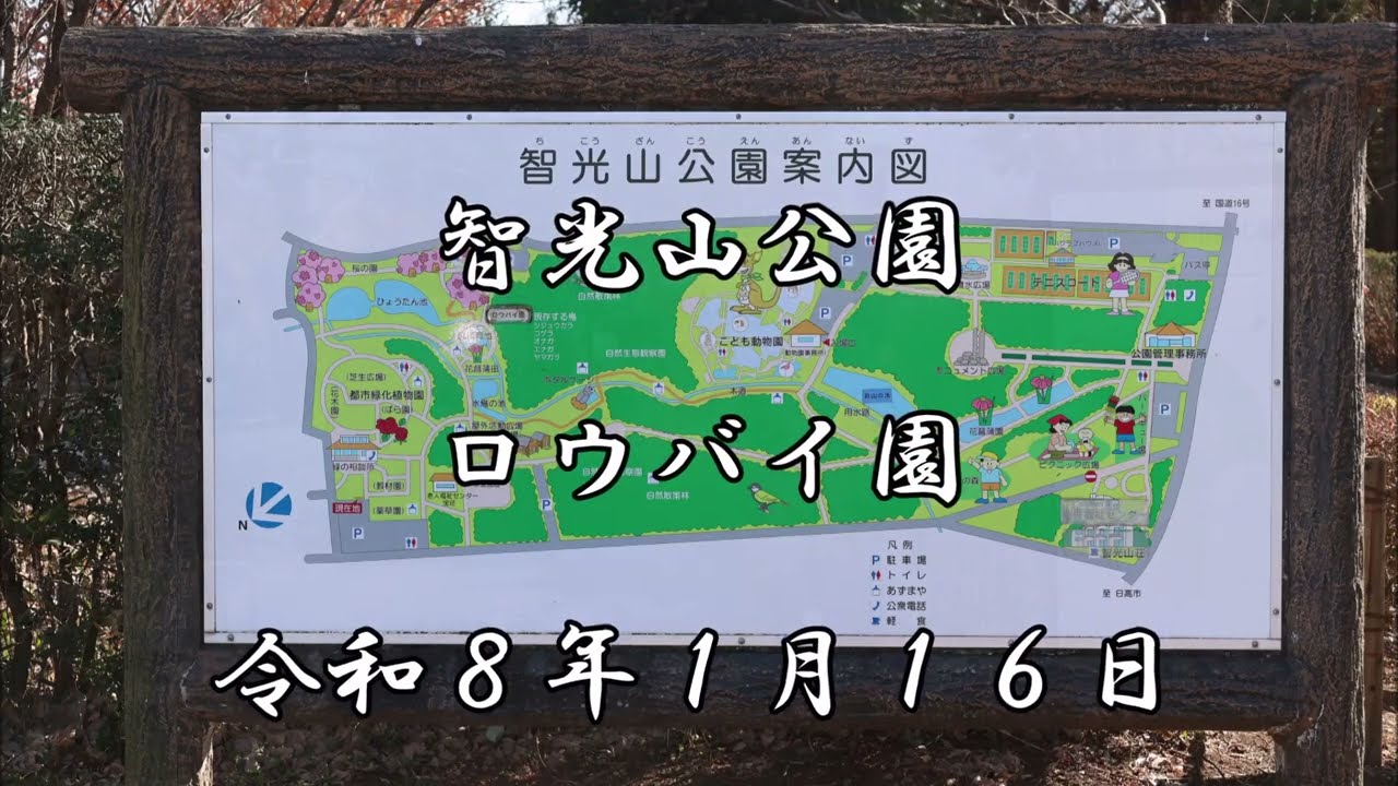 智光山公園ロウバイ園20260116