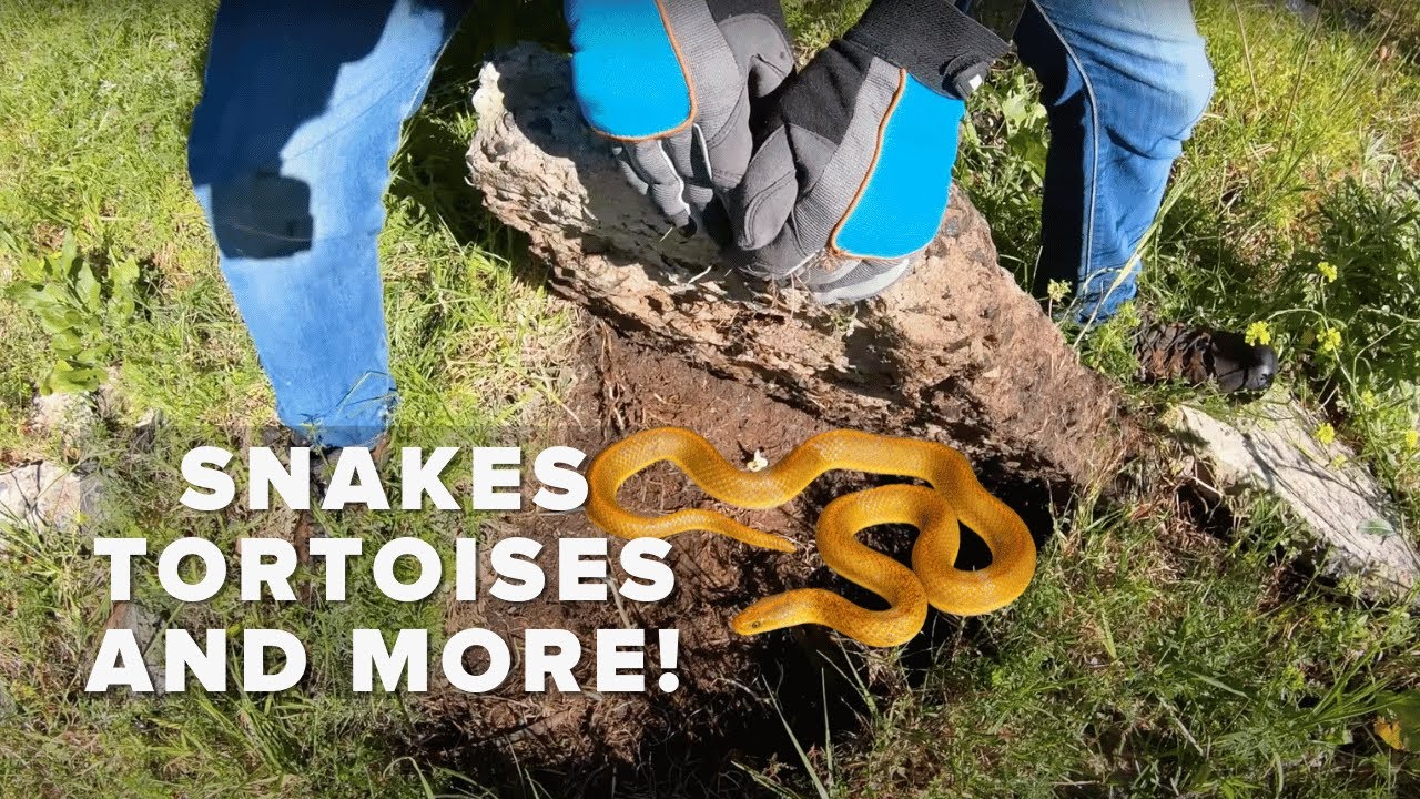 SNAKES, TORTOISES AND MORE!