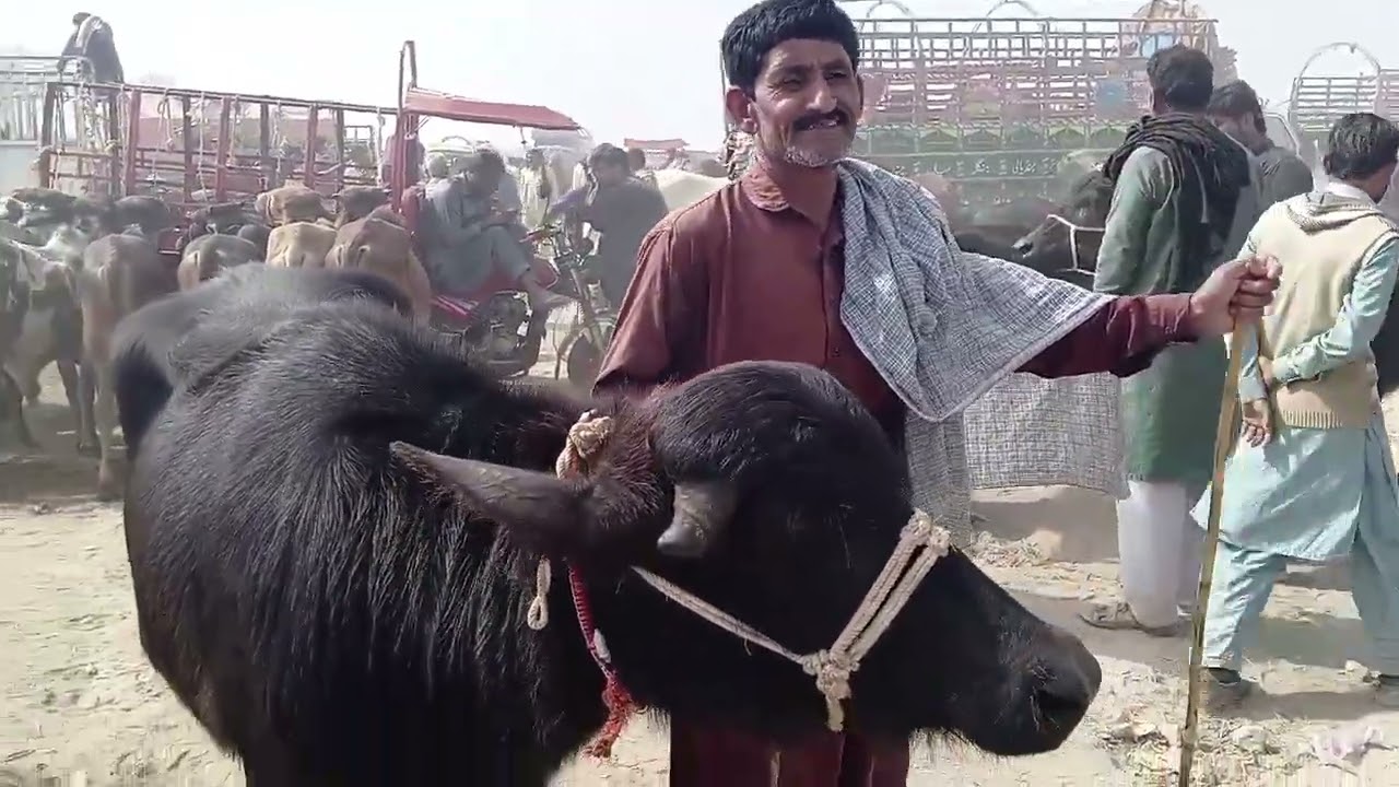 لڈن منڈی میں نیلی اور راوی کی جھوٹیاں گھبن 1 لاکھ 30,000 میں فار سیل