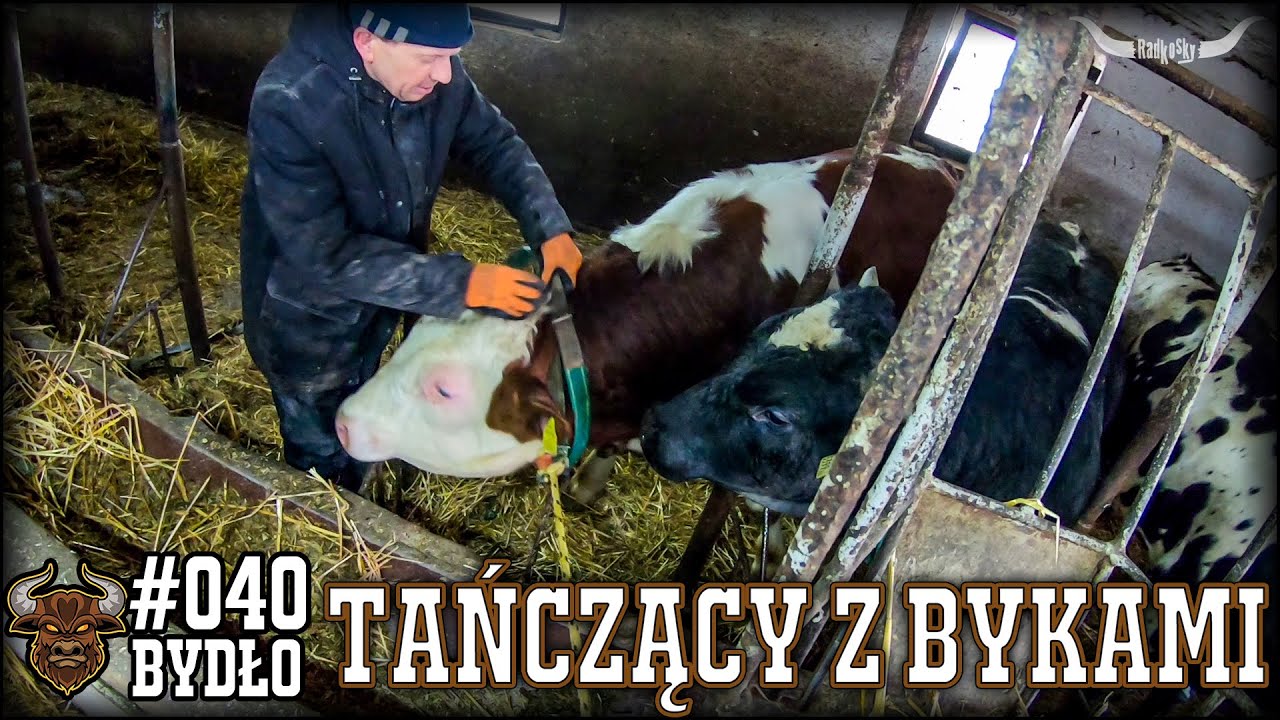 #40 Bydło opasowe - Przewiązywanie byków.