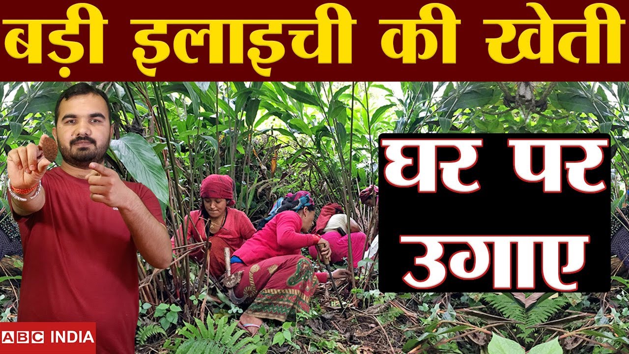 How to Grow cardamom | badi Elaichi | Black Elaichi | बड़ी इलाइची की खेती | elaichi ki kheti #elachi