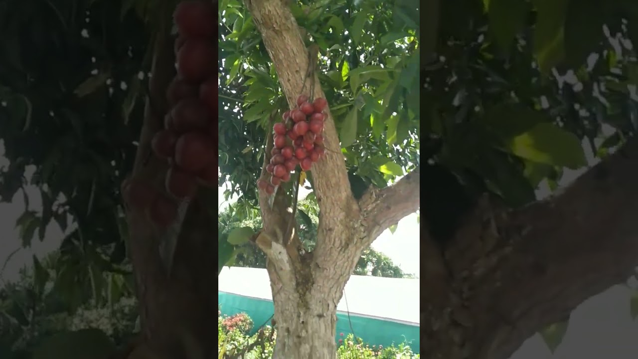 Mootipazham at Thiruvananthapuram district farm Venganoor