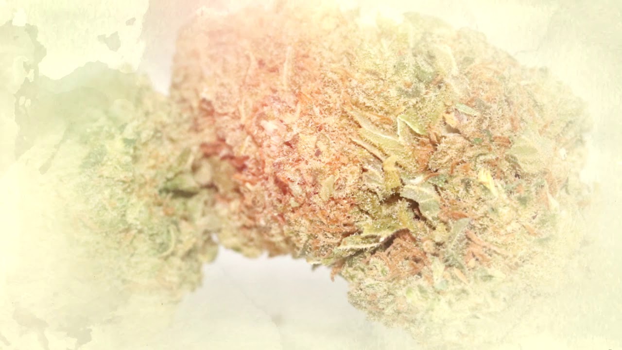 HARLEY STORM FLOR CBD TOP QUALITY INDOOR