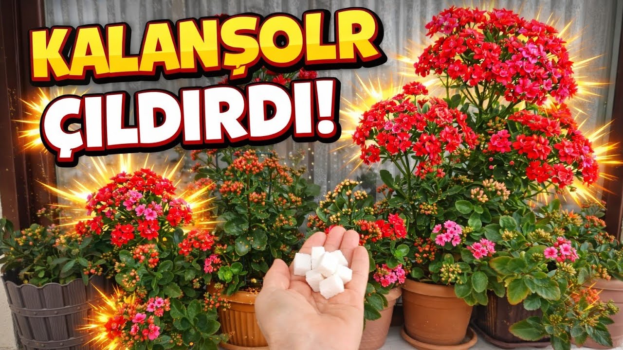 ŞOK ‼️ KALANŞOLAR ÇILDIRDI ✅ HEMEN ÇİÇEK AÇMAYA BAŞLADI 💯