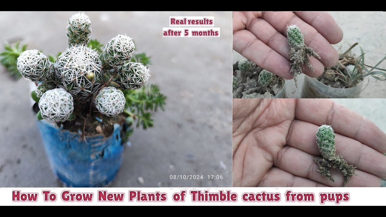 How to grow thimble cactus from pups | Grow new plants of mammillaria vetula from pups