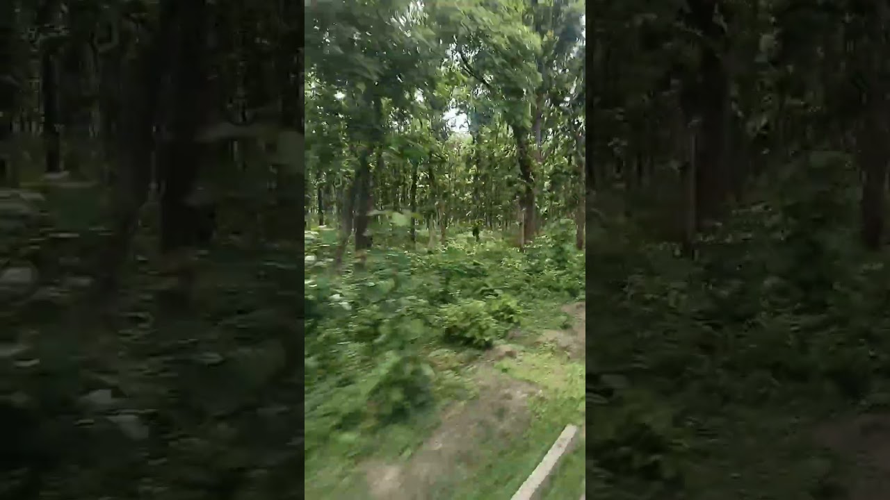 gola forest lakhimpur kheri