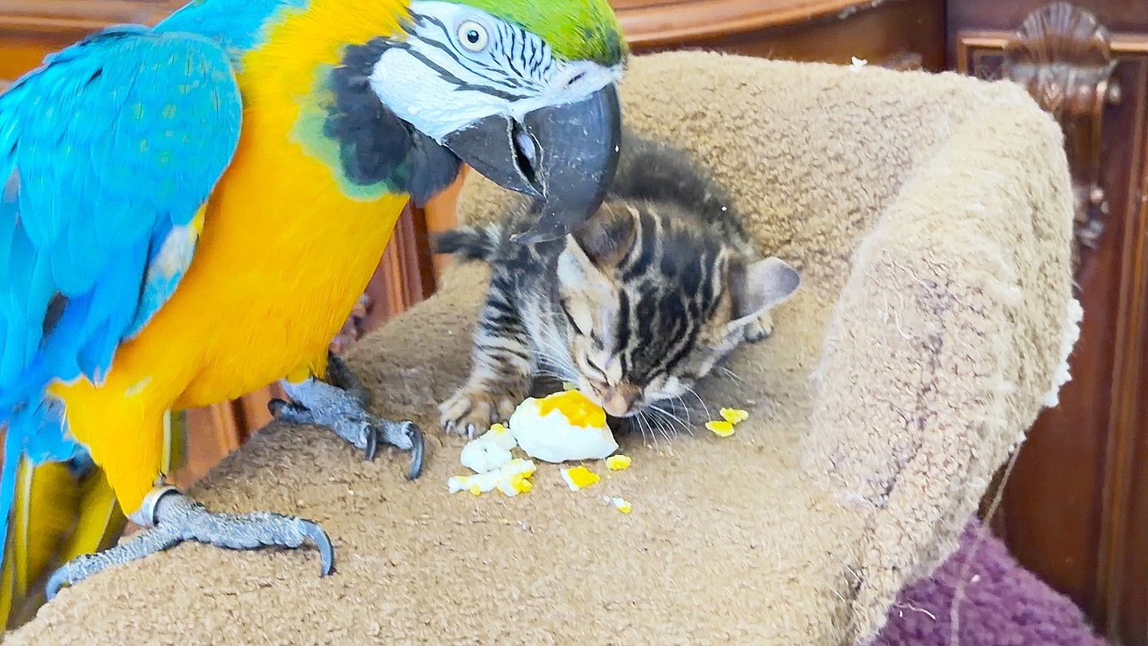 The parrot decided that the kitten had enough to eat. Попугай Барон решил что котенку хватит кушать.