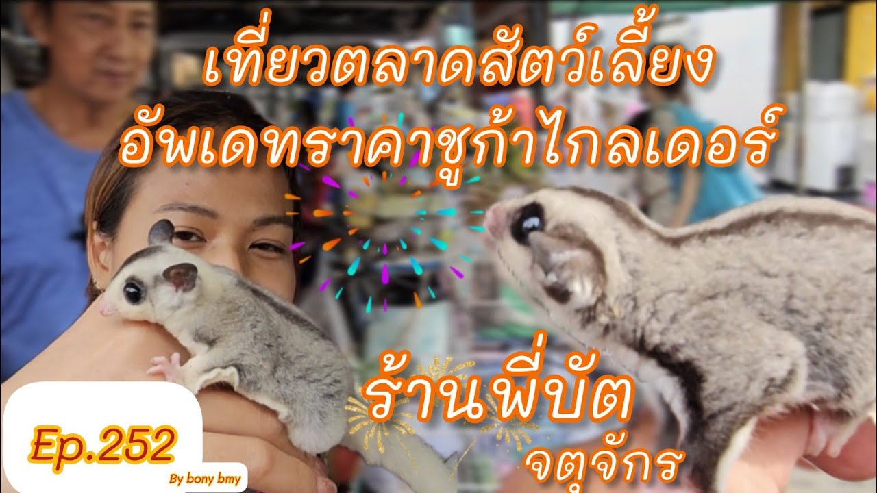 เที่ยวตลาดสัตว์เลี้ยง Ep.252🐿|อัพเดทราคาชูก้า| #ตลาดจตุจักร #Chatuchak #ชูการ์ไกรเดอร์ #sugarglider