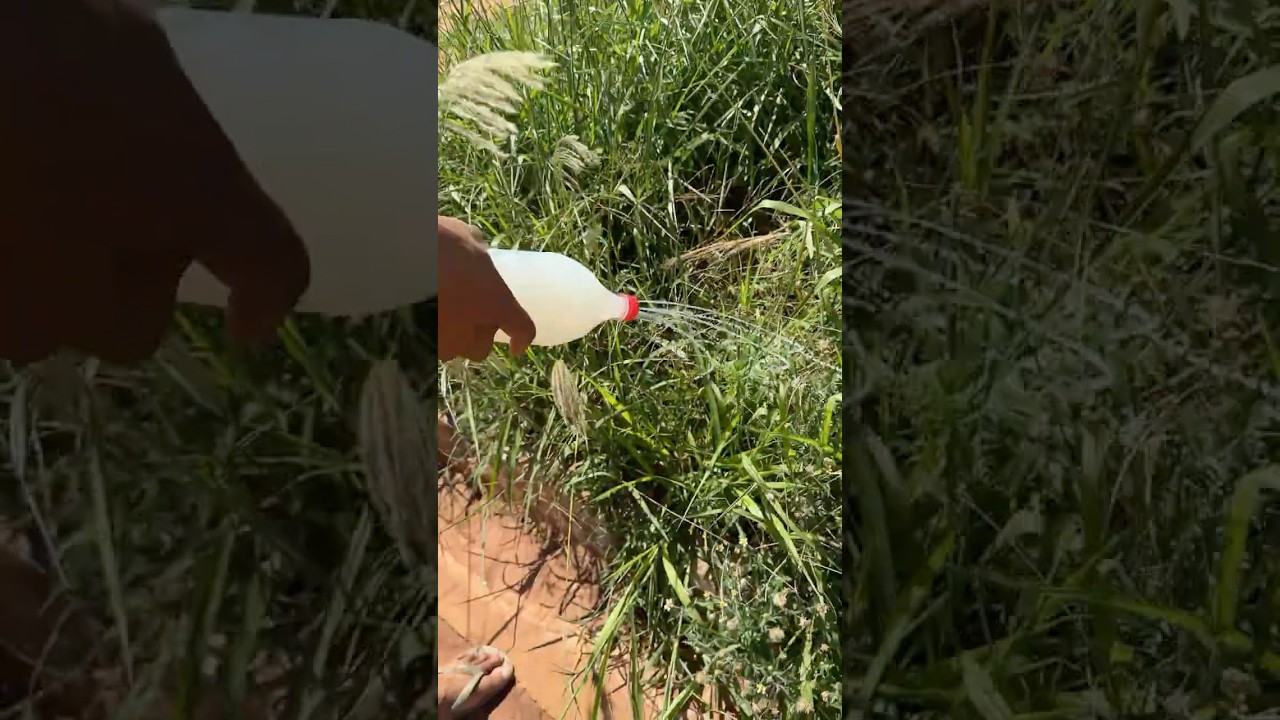 Learn how to dry grass right from the ground&mdash;it's pure magic! ✨🌱 #LifeHacks #NatureMagic #EasyTips