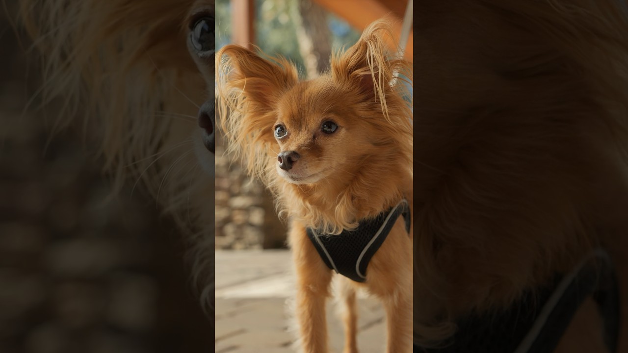 How to easily travel with pets 🐶🐱 #pets #dogs #cats #travel #shorts #problemsolved