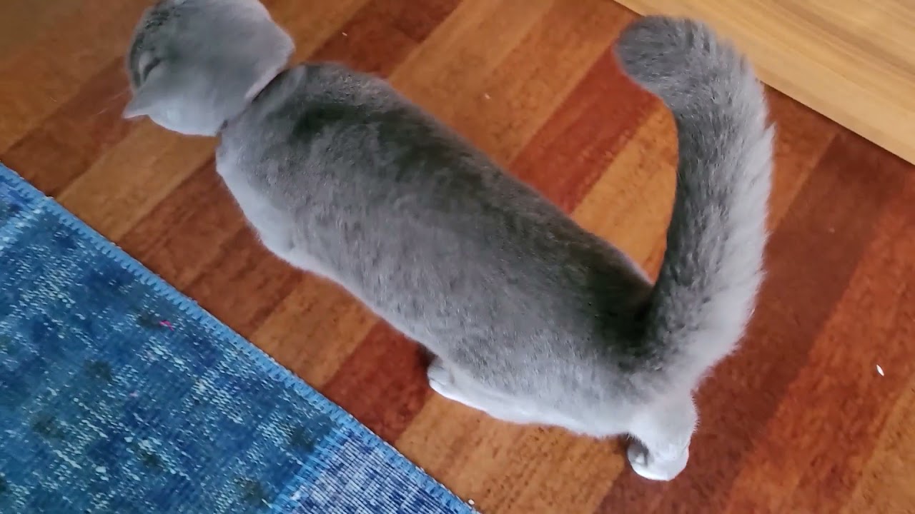 #Clever Chartreux cat keep trying to enter the house #SMART CHARTREUX CAT