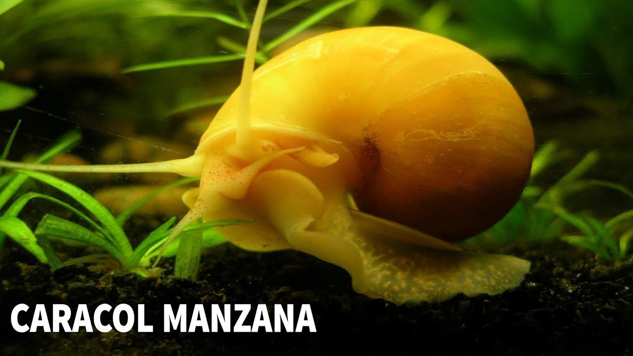 POMACEA BRIDGESII | CUIDADOS Y ALIMENTACIÓN DEL CARACOL MANZANA | AcuariosLP