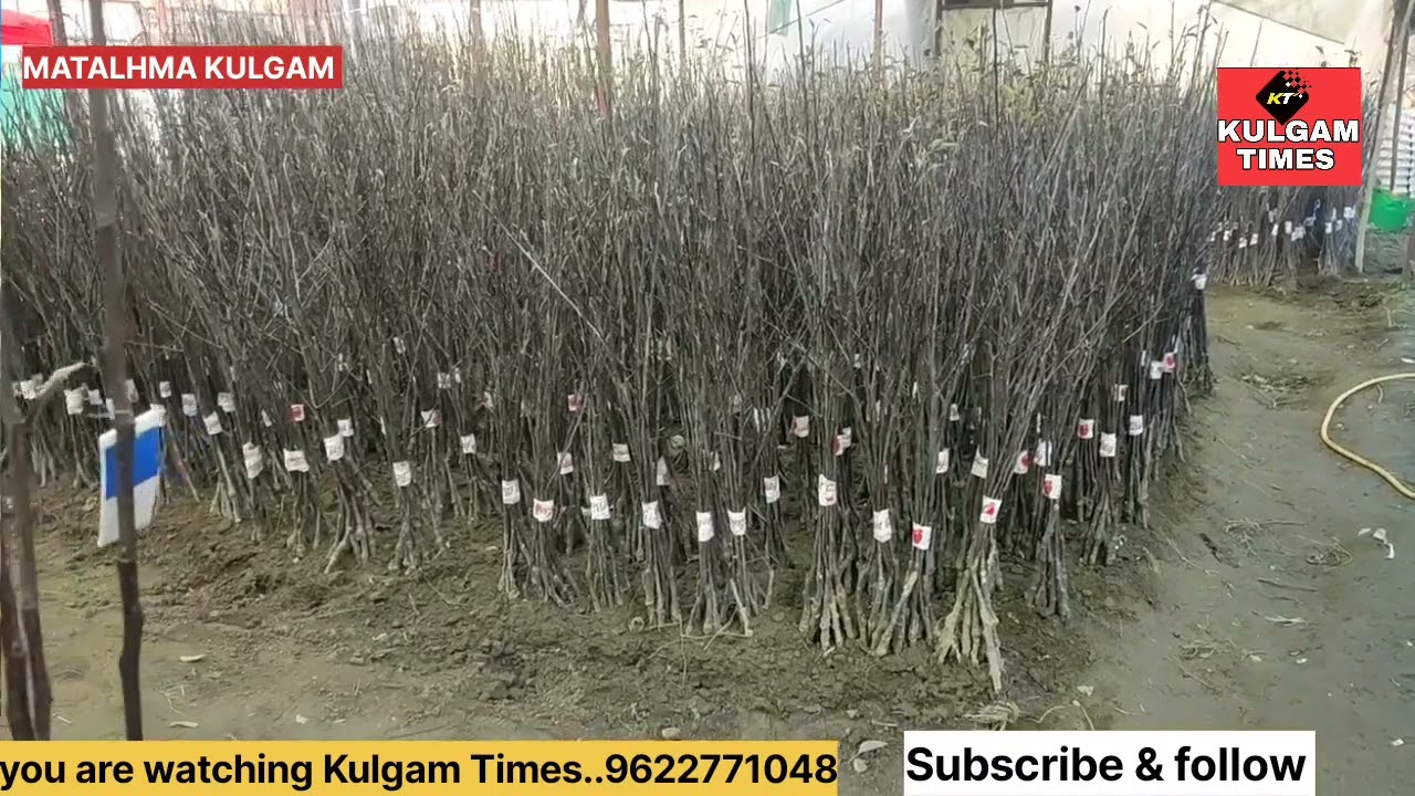 High-density Apple plants in kashmir kulgam treading