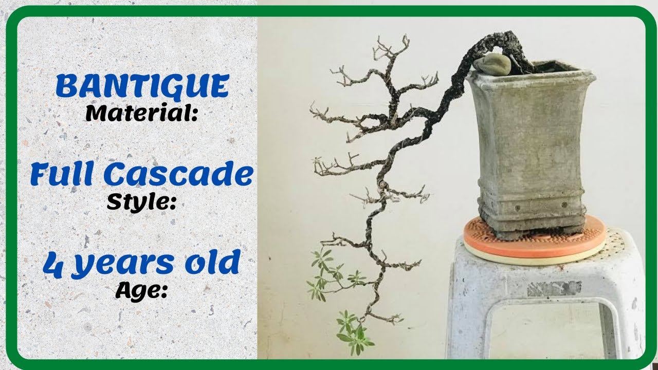 PAPAANO GUMAWA NG ISANG FULL CASCADE NA BANTIGUE BONSAI AT PAG PRUNNING,TRIMMING & WIRING SA KANYA