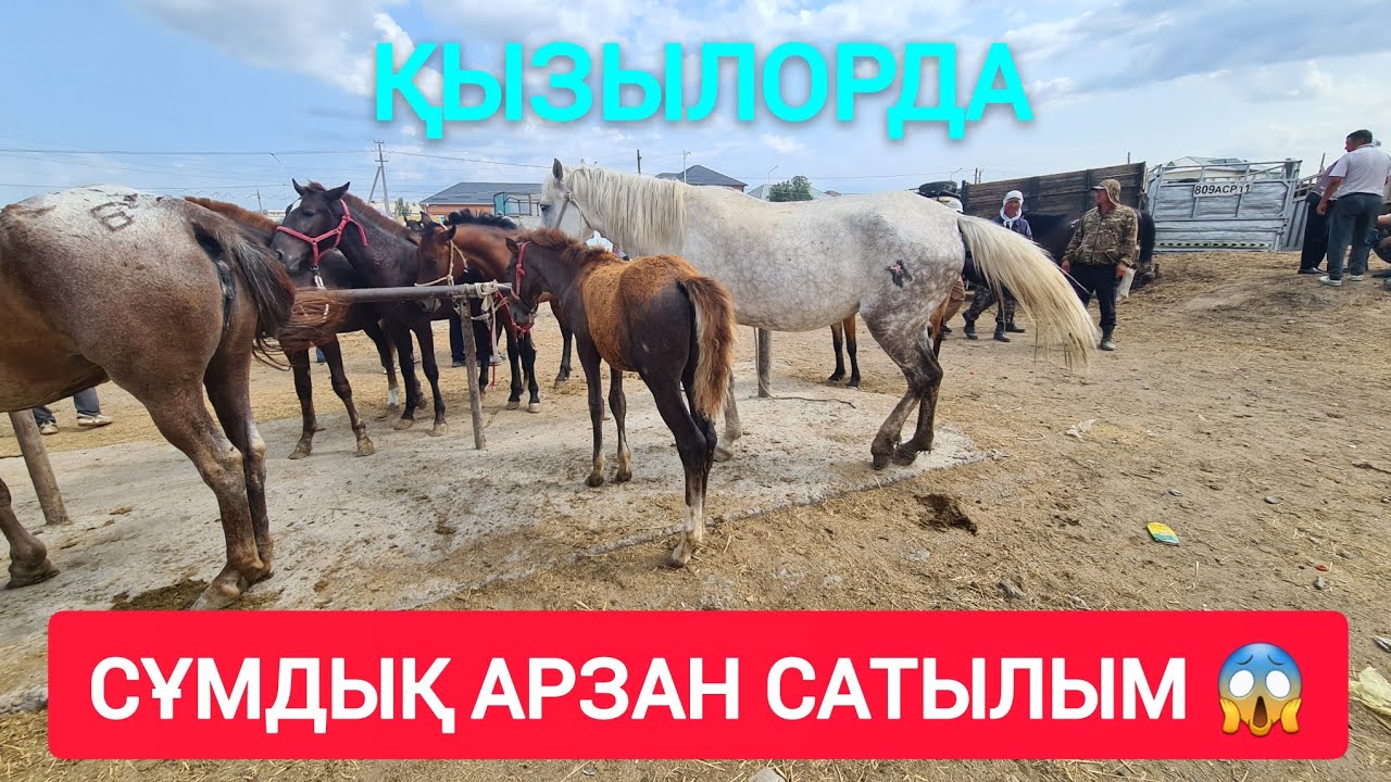 НЕ ДЕГЕН ТӨМЕН БАҒА, ҚЫЗЫЛОРДА МАЛ БАЗАРЫ.