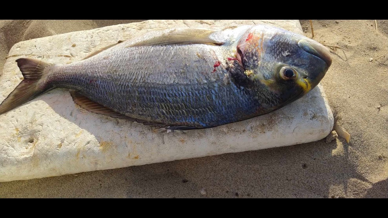 surfcasting, pesca de praia difícil com muito limo, e alguma atividade.