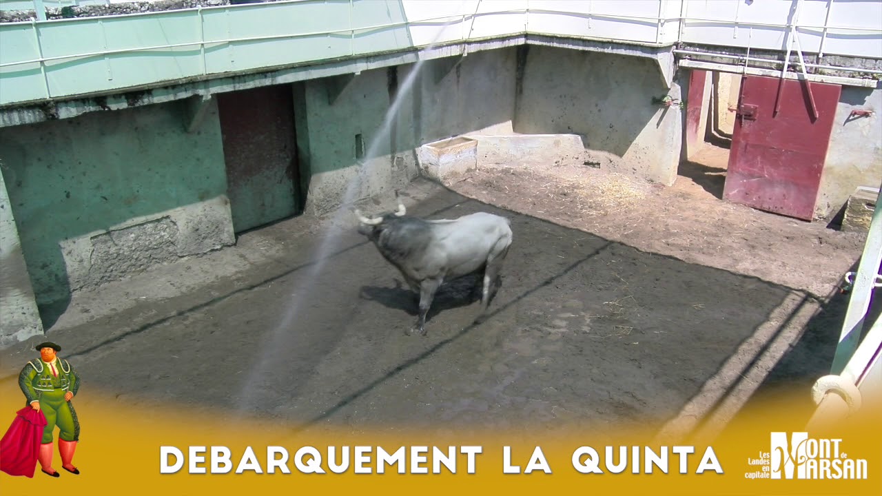 Débarquement des toros de La Quinta - Madeleine 2018 - Mont de Marsan