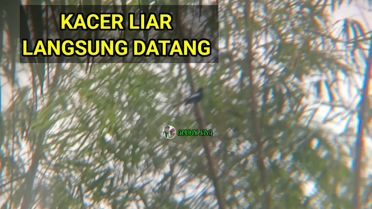 WILD KACER BIRD SOUND FOR ATTRACTION