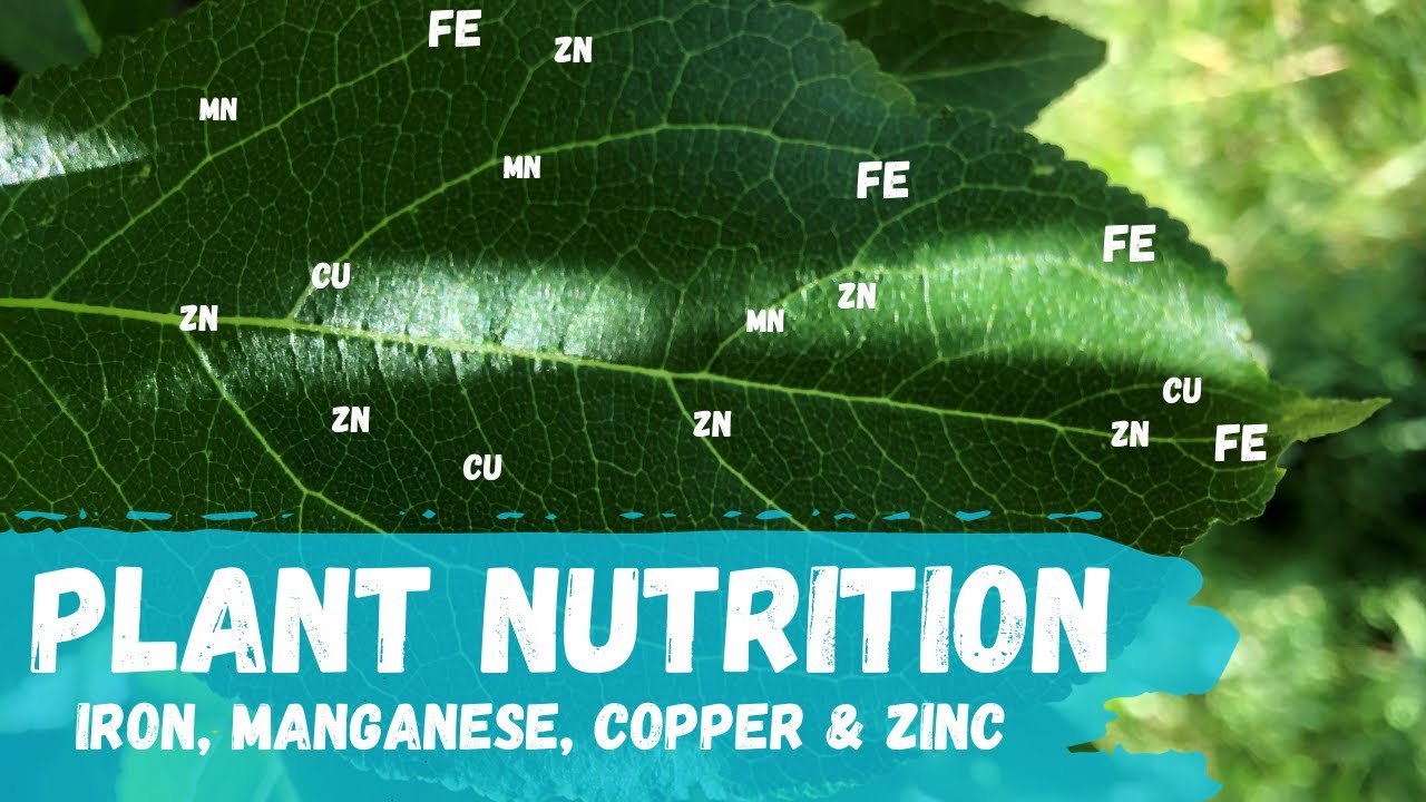 Plant Nutrients: Fe, Mn, Cu, Zn | Iron, Manganese, Copper and Zinc