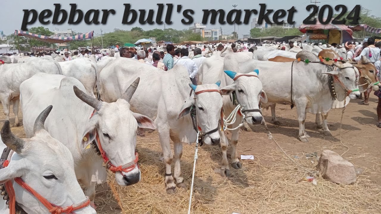 Pebbair Market 2024 | Biggest Ongole Bulls Market  in India | Pebbar Bazar | Bada Janwar in India