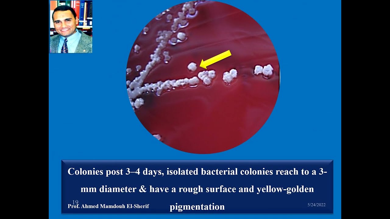 Dermatophilosis, Sen Kobo Disease of Cattle/ ديرماتوفيلوزس- مرض سينكوبو فى الماشية الأفريقية