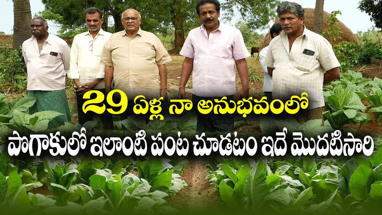 E101 | ఈ పొగాకు రైతుకి ఏం చేస్తే 100% రిసల్ట్‌ వచ్చింది | 100% result from Nematodes | @GramaBazaar