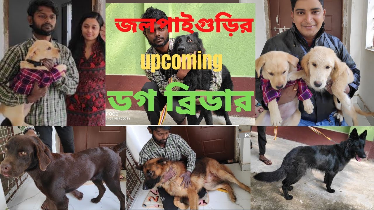 Jalpaiguri upcoming dog breeder   |  North Bengal dog market   | dog farm in West Bengal   |