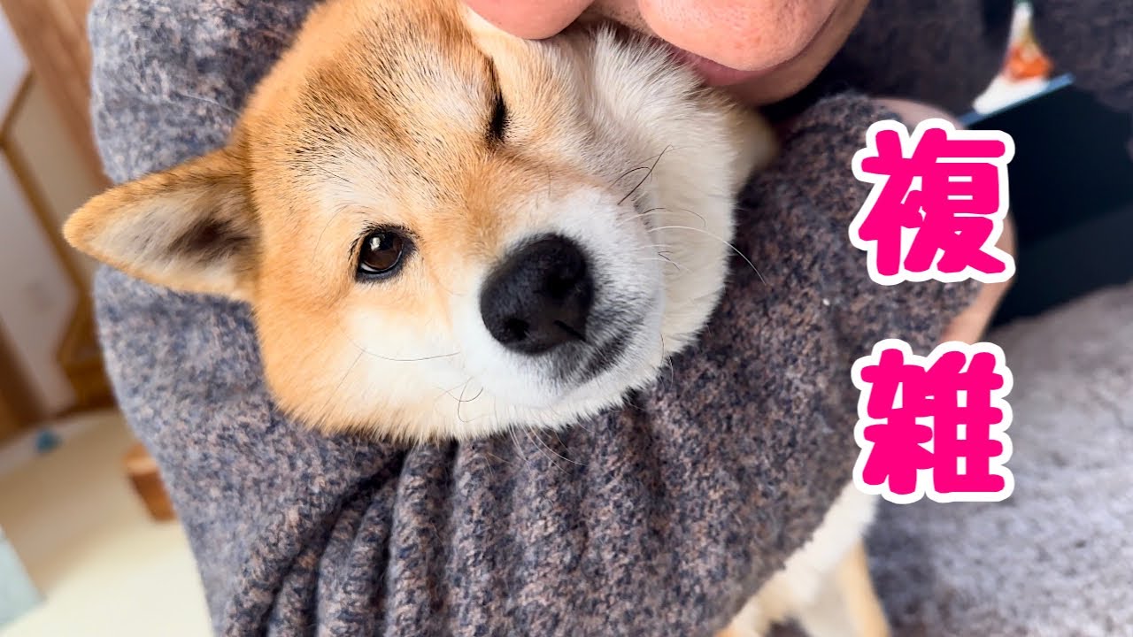 パパのこと好きなのにいざ抱きしめられると拒否しちゃう思春期みたいな柴犬が可愛い