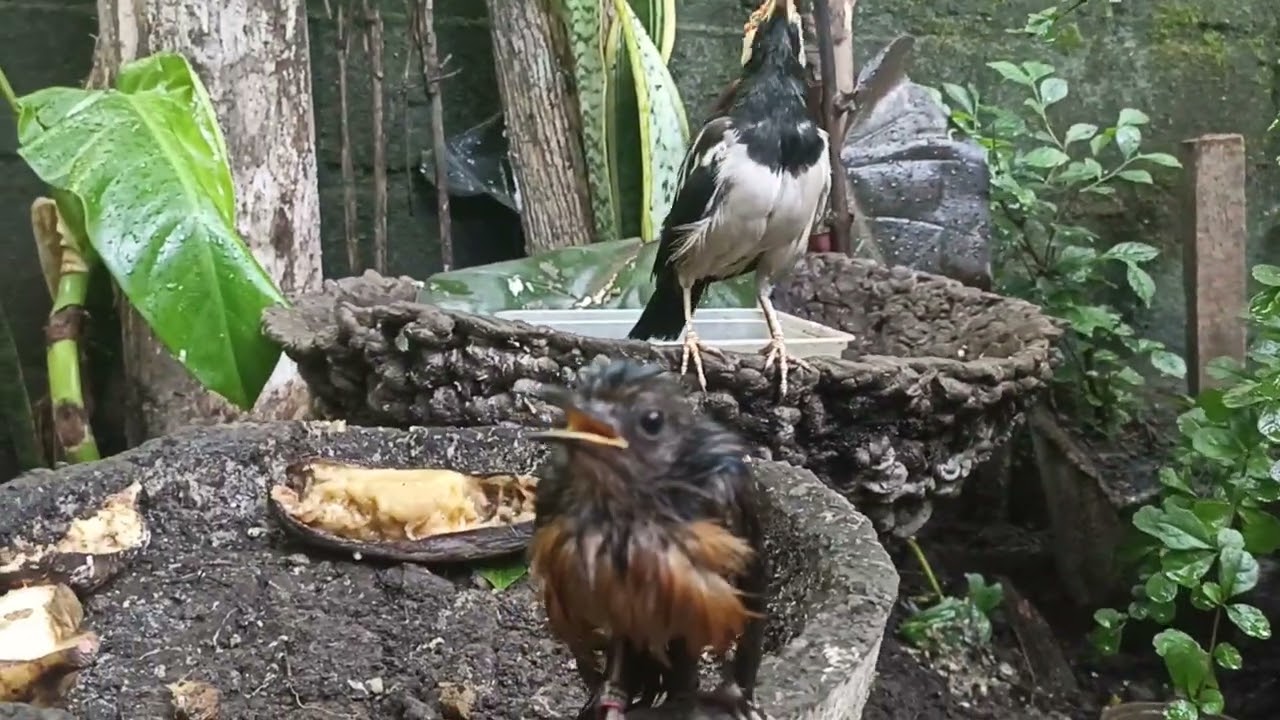 The stone magpie bird has just bathed and looks fresh. 