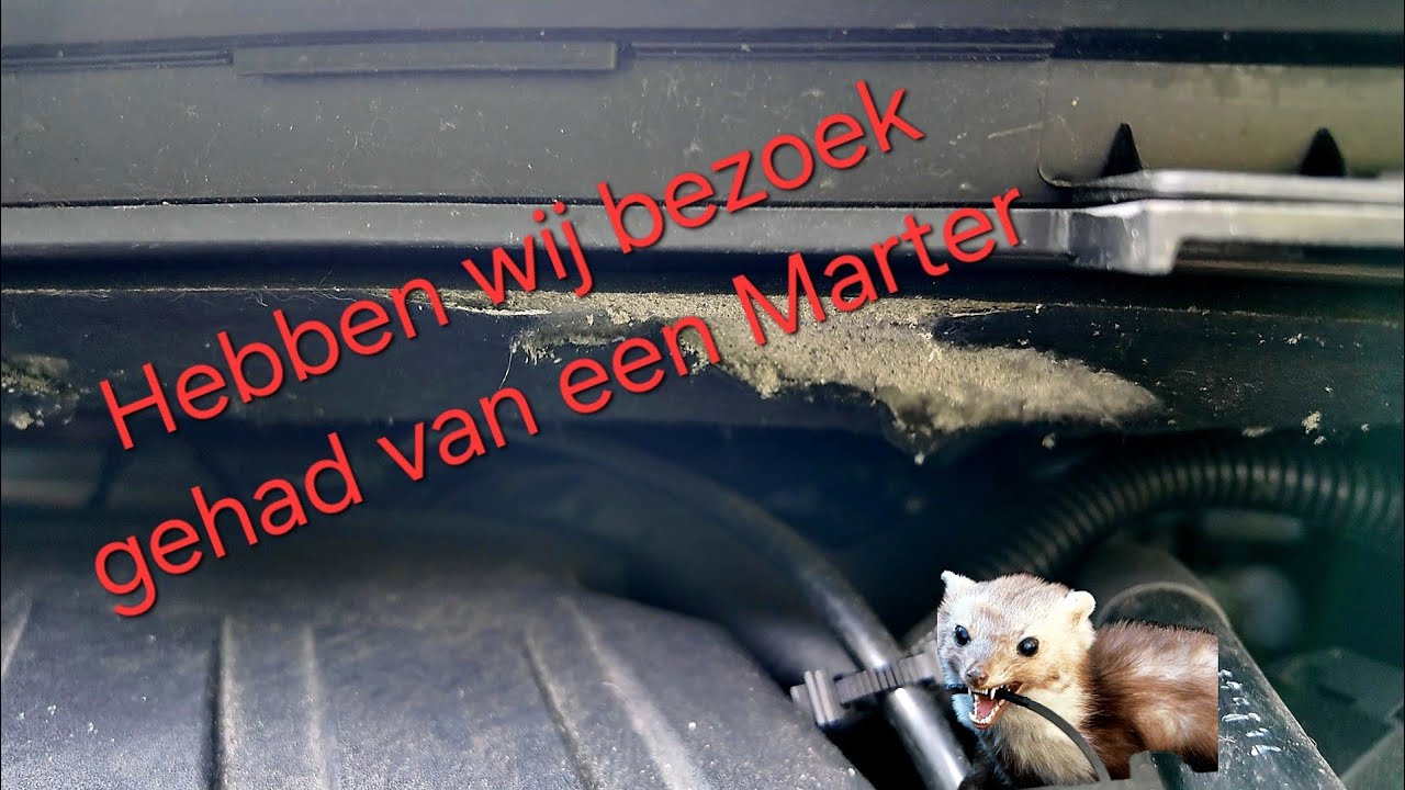 Hebben wij bezoek gehad van een Marter #239