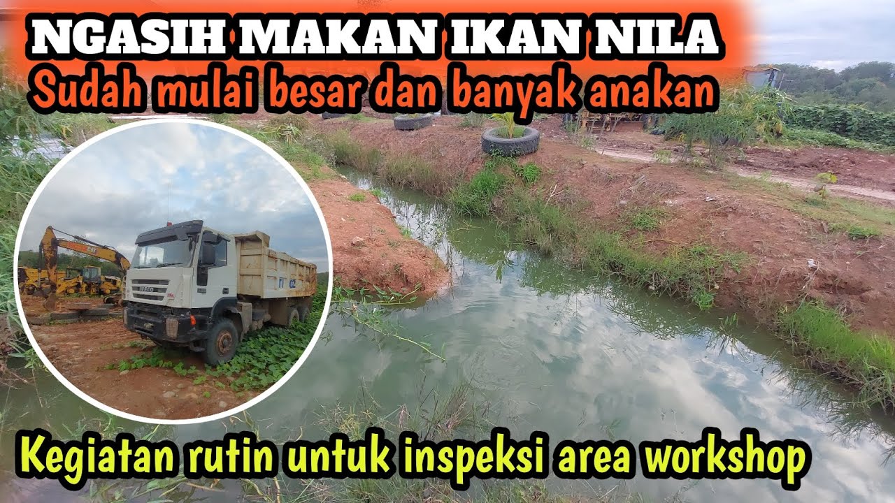 VLOG NGASIH MAKAN IKAN NILA, SUDAH BANYAK ANAKAN 