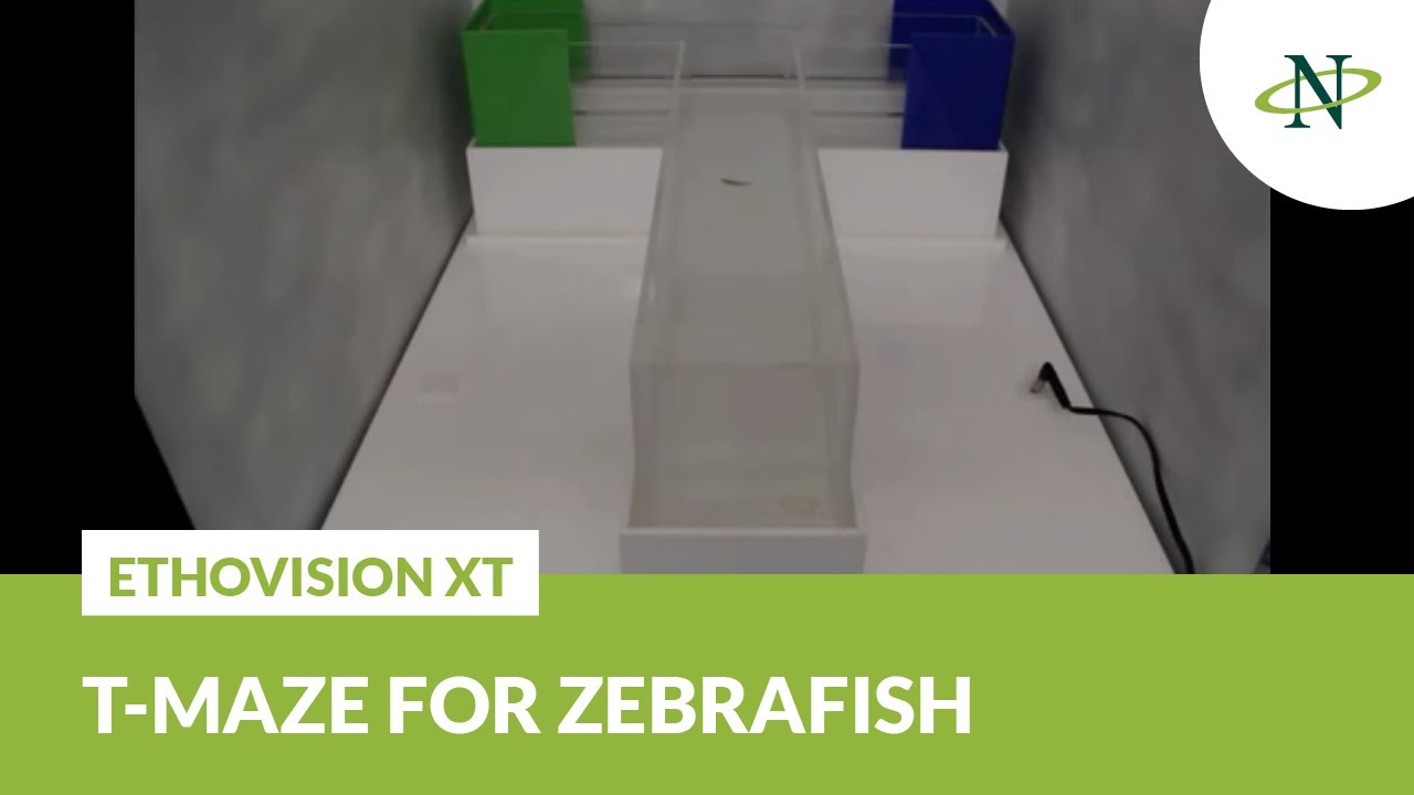 EthoVision XT - T-maze for zebrafish | Noldus Product Demo